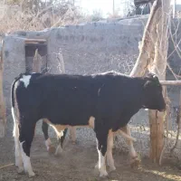 چهار تا گاو اصلی اسرائیلی اصل