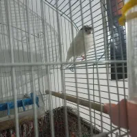 قناری گلستر|پرنده|کبودرآهنگ, |دیوار