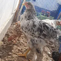 نیمچه خروس امپراتور هندی و کوشامو