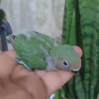جوجه طوطی برزیلی