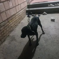 سگ پویینتر انگلیسی دنبلانی