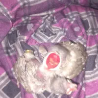 قناری واسه فروش