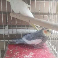 مولد عروس هلندی