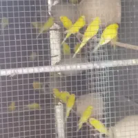 مرغ عشق هلندی