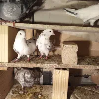 دوتا کفتر غریب شب گرفته ۲۰۰هزار