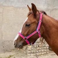 اسب 18 ماهه