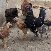 مرغ با ۴تا جوجه