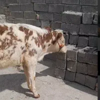 گوساله سیمیتال ماده