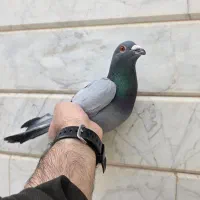 پلاکی|پرنده|نجف‌آباد, حومه نجف آباد|دیوار