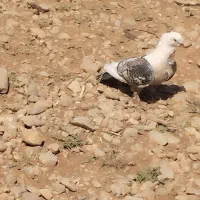 کفتر