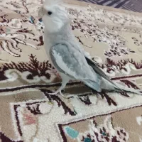 نر وایت فیس