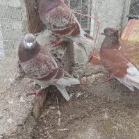 ۵ عدد دوبر مصافتی