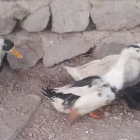 مرغ وخروس واردک|حیوانات مزرعه|نیر (اردبیل), |دیوار