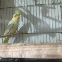 عروس هلندی ماده