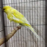 قناری رسمی دم بالای ۱۰.۵|پرنده|تبریز, |دیوار