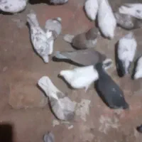 گفتراوچان|پرنده|ایجرود, |دیوار