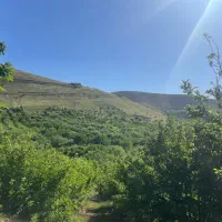 فروش باغ ۲۰ساله