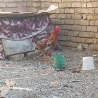 خروس