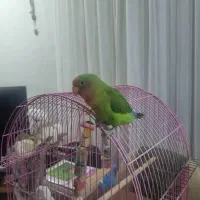 فروش طوطی برزیلی صورت هلویی در جم