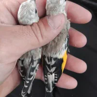 جوجه سهره