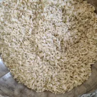 فروش برنج درجه یک شمال