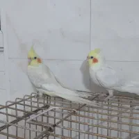 یه جفت عروس هلندی سخنگو