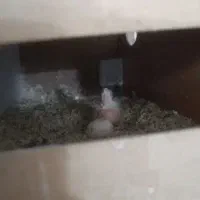 عروس هلندی با قفس کاسکو و جوجه|پرنده|کاشان, درب اصفهان|دیوار