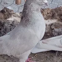 پرنده|پرنده|بم, |دیوار