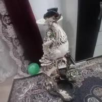 مجسمه وآیینه وگلدان|مجسمه، تندیس، ماکت|گرگان, |دیوار