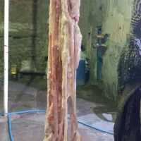 چرب روده تازه بره