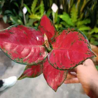 انواع آگلونما رنگی تخفیف به مناسبت روز مادر