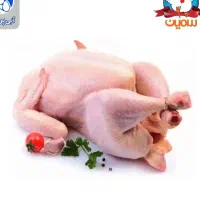 عرضه مرغ دولتی