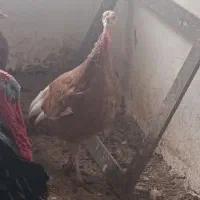 بوقلمون
