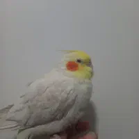 راهنمایی درباره پرنده بیمار