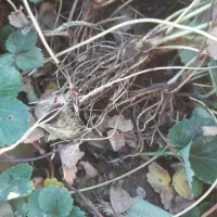 نشا توت فرنگی پاروس|گل و گیاه طبیعی|کلاترزان, |دیوار