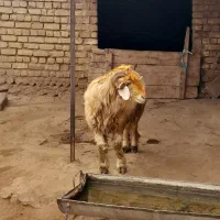 شیشک قوچ ذات دار|حیوانات مزرعه|خانمیرزا, |دیوار