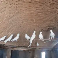 کبوتر رنگ پرش