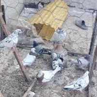 کبوتر