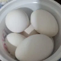 تخم غاز