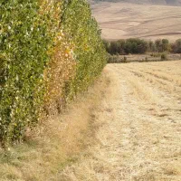 اجاره 5هکتارزمین ابی  برای کشت سیر