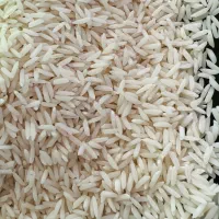 برنج طارم هاشمی دابودشت