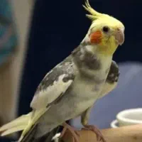 گمشده منوجان