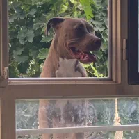 توله پیتبول