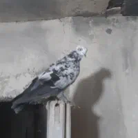 کاشان|پرنده|ارومیه, |دیوار