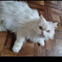 گربه|گربه|زنجان, |دیوار