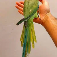 طوطی (چیکو)ملنگو  سخنگو رام فوقالعاده دستی|پرنده|قم, آذر (نکویی)|دیوار