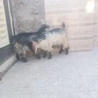 دو راَس بیگ نر چاق ایلاقی|حیوانات مزرعه|مسجد سلیمان, |دیوار