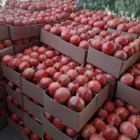 انار دون قرمز آبدار ساوه بصورت عمده|حراج|ساوه, |دیوار