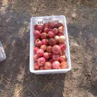 انار موجود است|خوردنی و آشامیدنی|کوهنانی, |دیوار