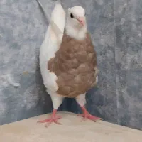 چند تا طوقی خوب|پرنده|فسا, |دیوار